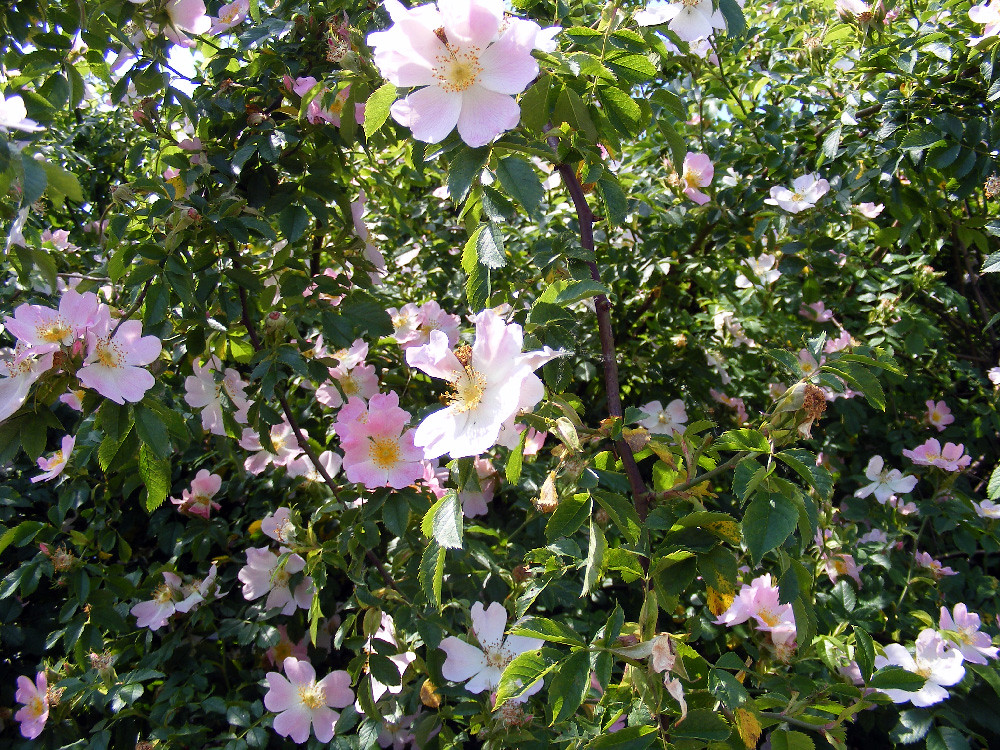 Tumbling Roses tumbling rambling roses | staticgirl | Flickr