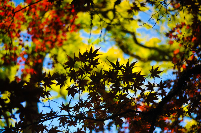 Red and green leaves shadows