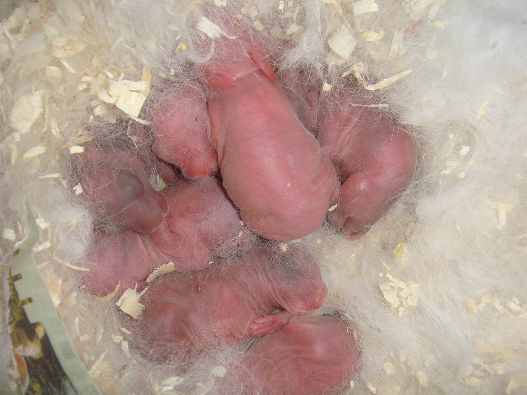 Premature babies | These baby bunnies were born 1 wk early.T… | Flickr