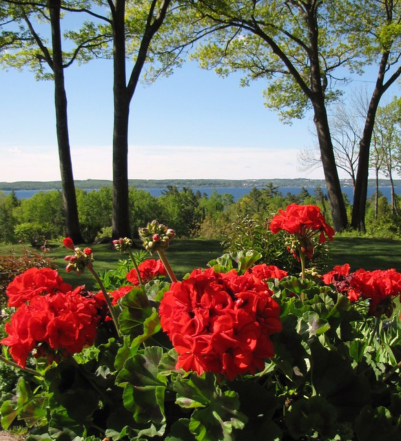 geraniums with a view