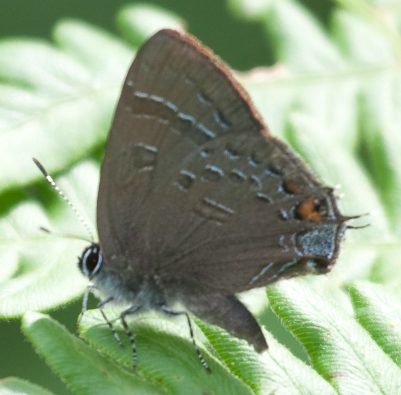 Banded Hairstreak