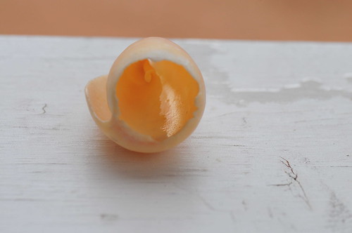 Animalia Mollusca Gastropoda | hollowed shell | Craig Pemberton | Flickr