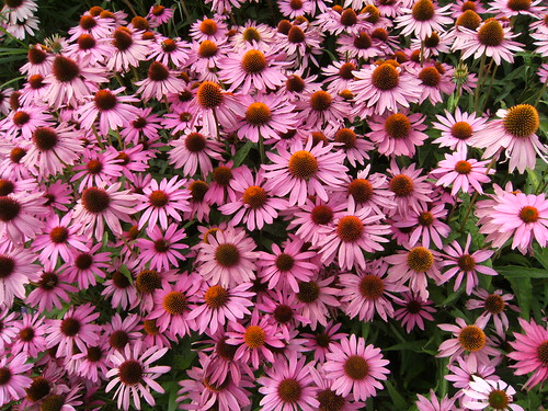 Pink! | by ♥♥ Anna ♥♥