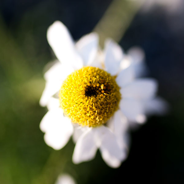 White flower bokeh