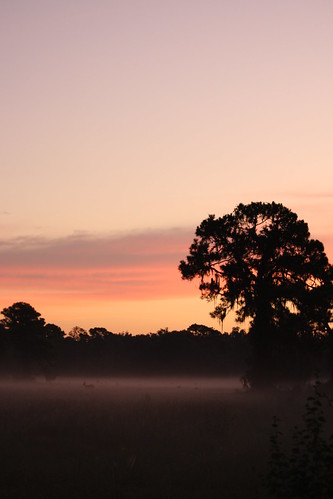 mist field fog sunrise doe deer fawn buck osceola kingphilip kingphilipstown