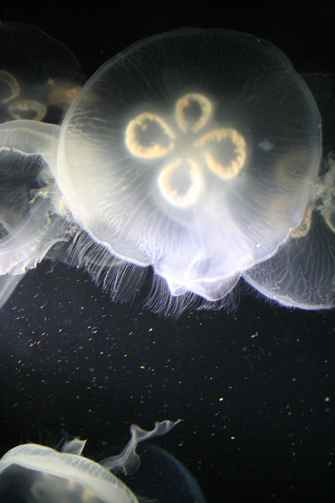 Jellyfish | @ Toronto Zoo | g.shimizu | Flickr