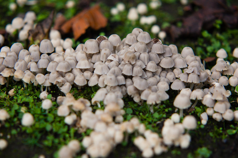 Fairies' Bonnets
