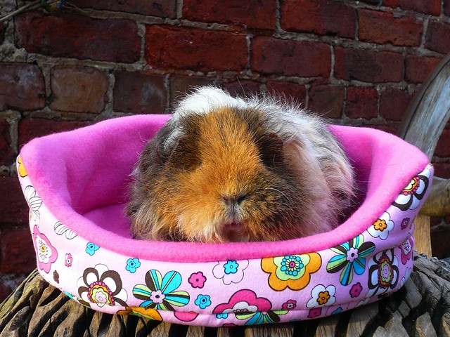 Marigold in her cuddle cup 1