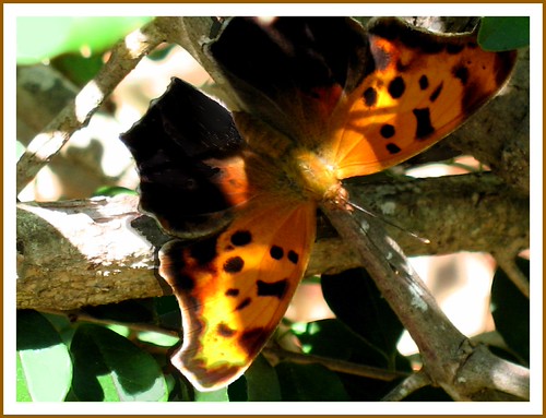 Question Mark | by M.P.N.texan