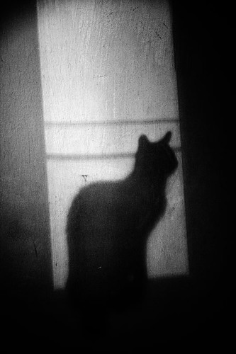 Shadowcat by diesmali