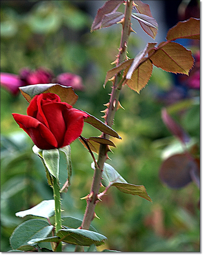 Rosa con espinas................. | Felicidades espe-caballa… | Flickr