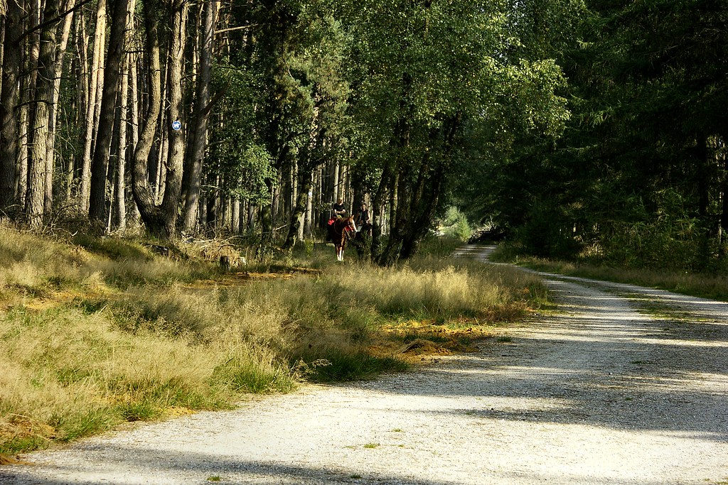 Forest path by joeke pieters