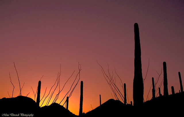 When the Sun Goes Down the Saguaro Starts Walking...