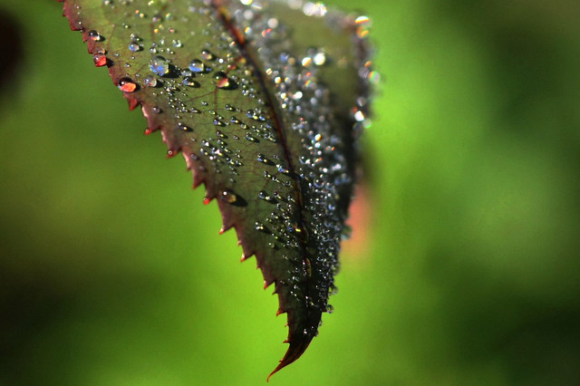 rose leaf with morning dews