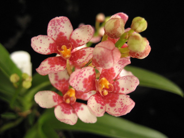 Sarcochilus (Fitzhart x Sweetheart) 'A'