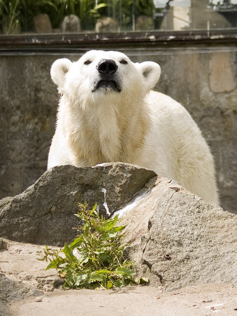 Polar Bear Edinburgh Zoo