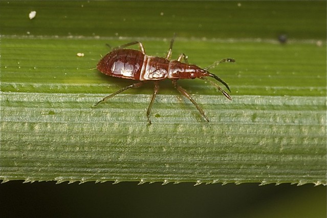 Anthocoridae - Minute Pirate Bug nymph