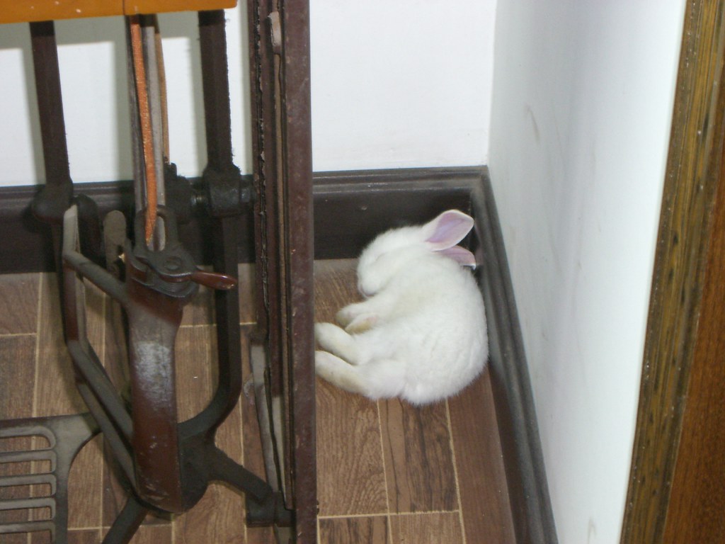 Sleepy Bunny, My first bunny taking a nap :) rare picture :…, Bunny  Loverr