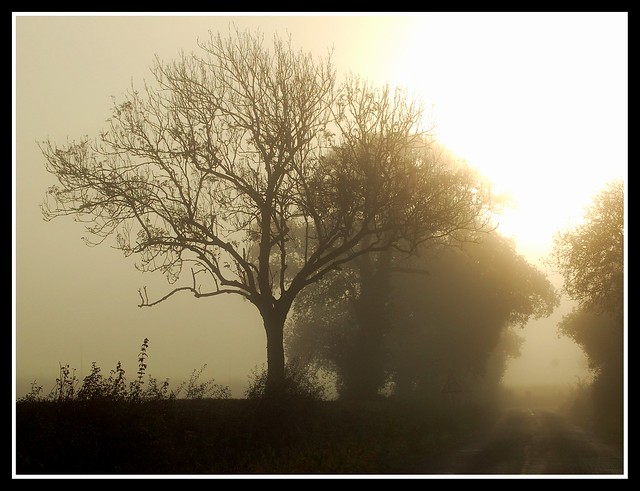 Misty Somerset morning....
