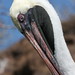 Flickr photo 'Brown Pelican' by: ornitholoco.