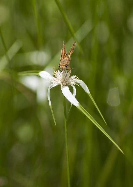 Fineleaf white-top sedge with skipper butterfly