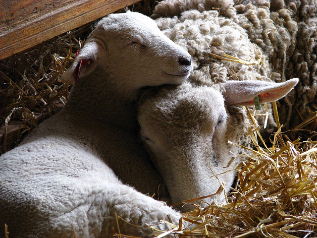 Lamb Sleeping On Mother Sheep - Cosley Animal Farm & Museum - Wheaton Park District - Chicagoland, IL