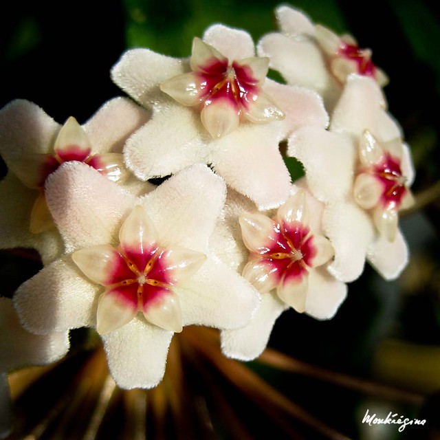 Hoya carnosa - Wax Plant - Fleurs de cire