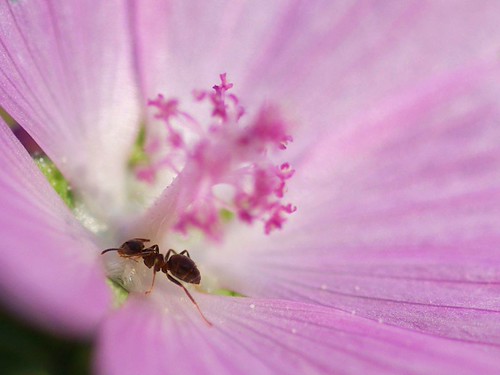 Mr. Ant | by magicwise