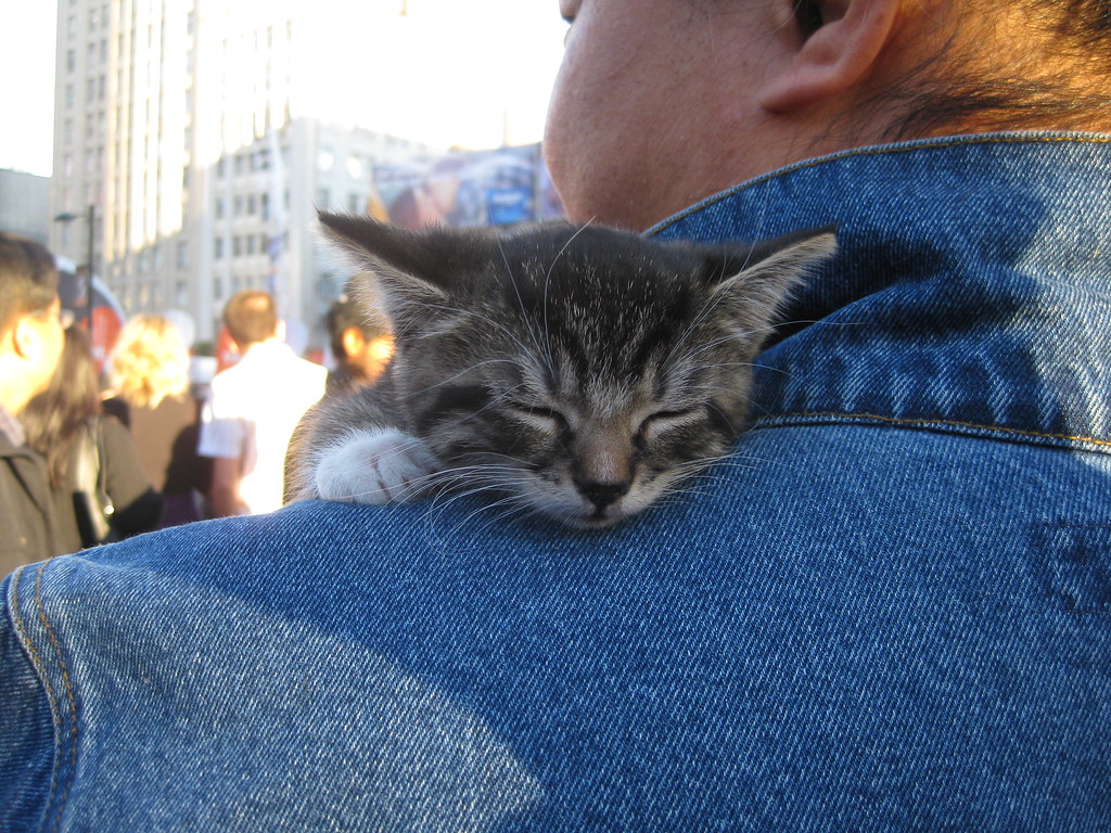 Kitten