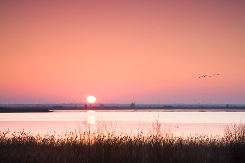 morning sky sun lake nature water netherlands birds sunrise reflections landscape oostvaardersplassen