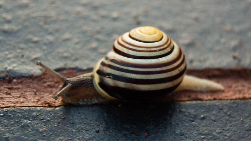 Snail