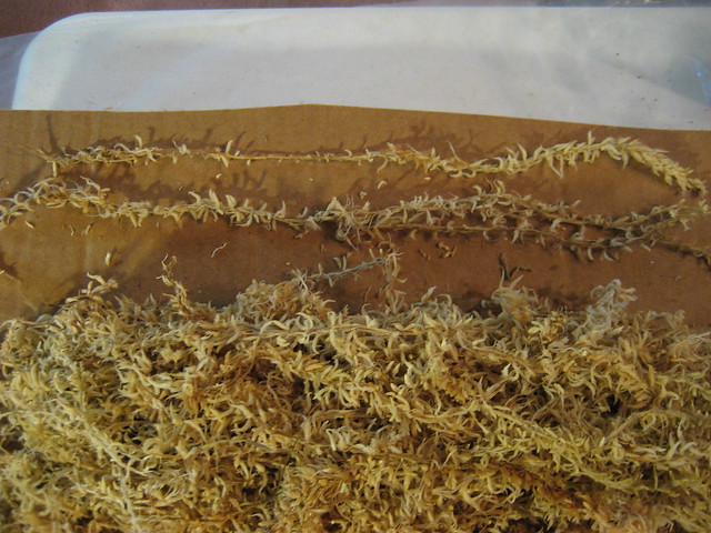 Neofinetia - Single long fiber moss