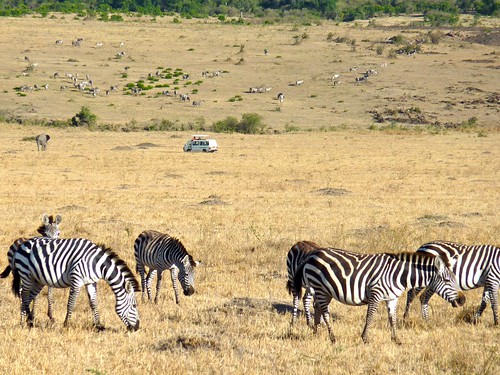 Zebras and safari van, Maasai Mara, Kenya