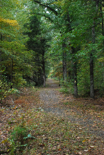 road trees history sc way walking tour hiking path antique southcarolina upstate trail ninetysix nationalhistoricsite roadbed