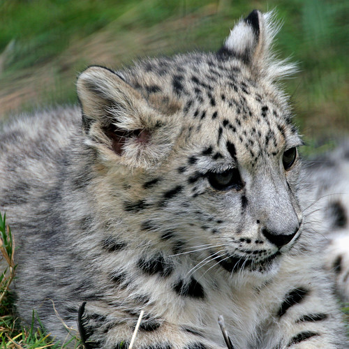 SNOW LEOPARD CUB | by Eddie Evans