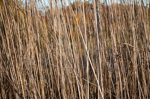 brown nature grass reeds retreat missouri cedarcreekconferencecenter