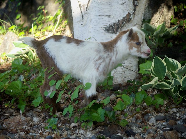 Nigerian Dwarf Goat.   www.TheBigWRanch.com