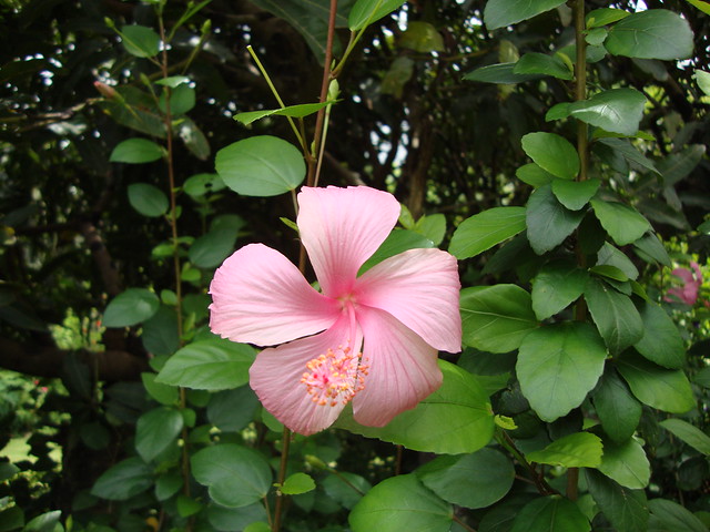 Hibiscus - rose