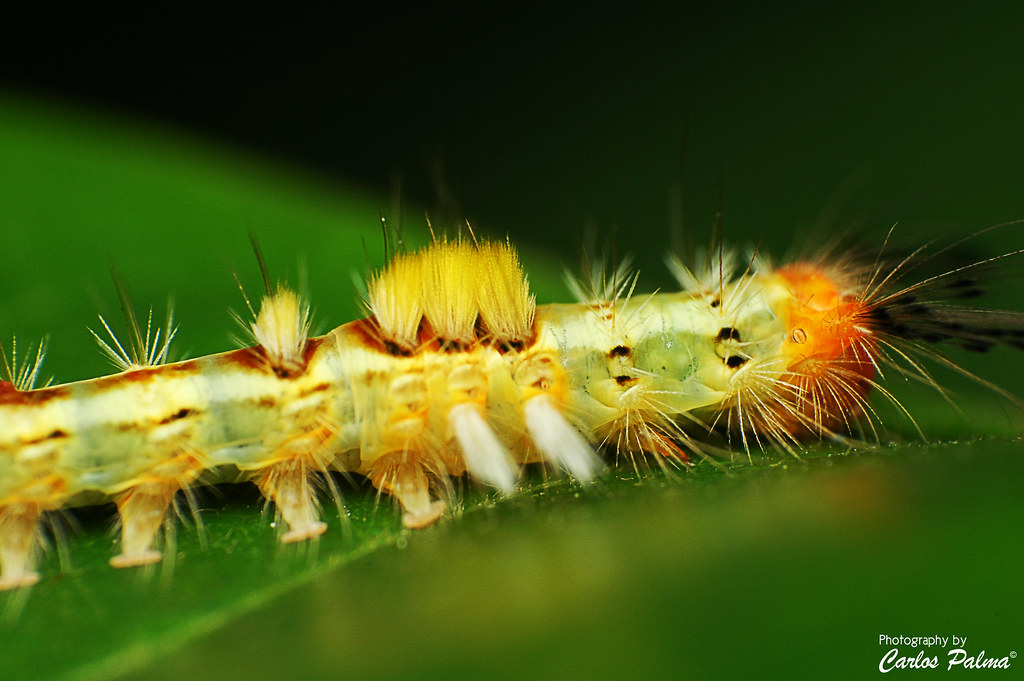 Igad Insect Itchyworm | Aka. Higad Itchy Worm Makati | Carlos Palma | Flickr