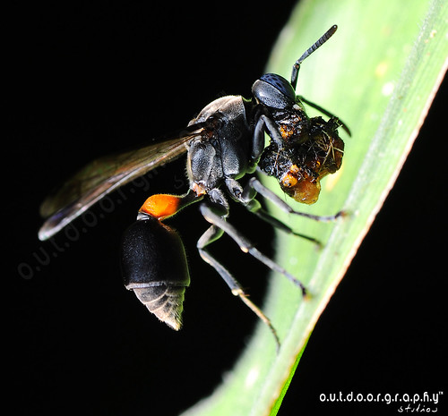 Blue Eyed Hornet :) by Sir Mart Outdoorgraphy™