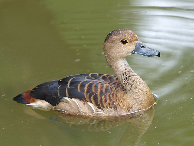 Lesser Whistling-Duck