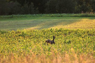 Roe Deer jumps through cornfield