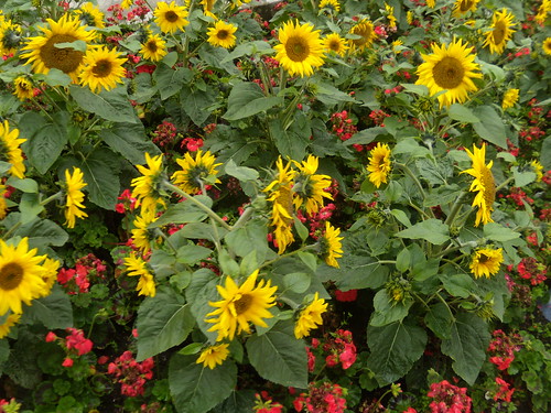 Floral display East Grinstead East Grinstead Circular