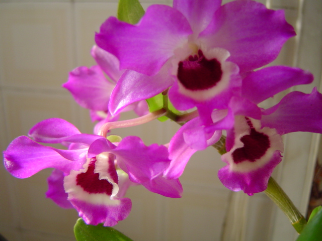 Orquídea | Cuidei do velho pé de orquídeas e não é que depoi… | Flickr