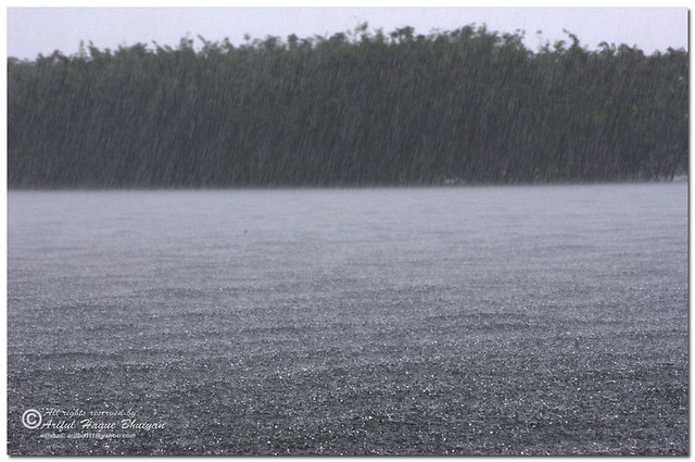 Rain in Tanguar Haor [Sunamganj, Bangladesh]