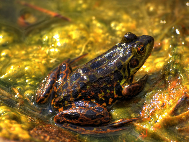 Northern Leopard Frog - HDR tone mapped