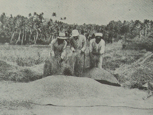 Men Harvesting Rice