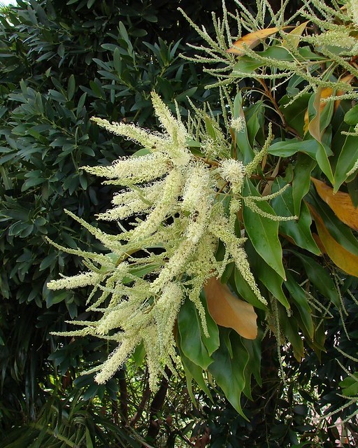 Grevillea baileyana -  'Brown Silky Oak'