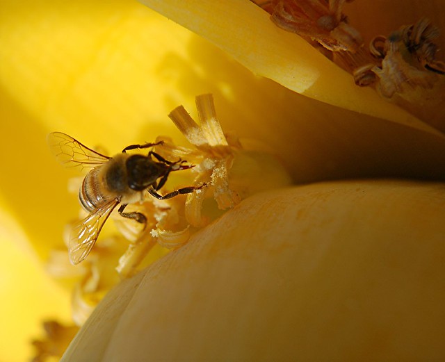 A very close look at a bee feasting on golden Banana pollen