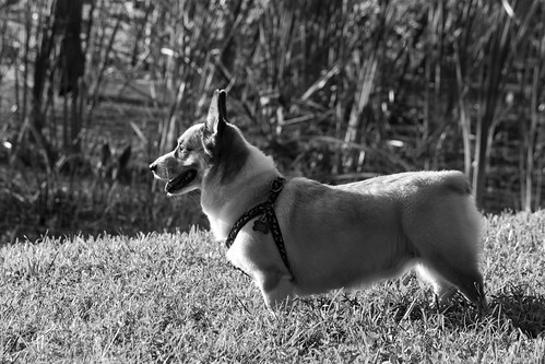 Corgi by equestrian1161, Charlie was hoping that the dog walking towards us would play with him..or he was staring thoughtful